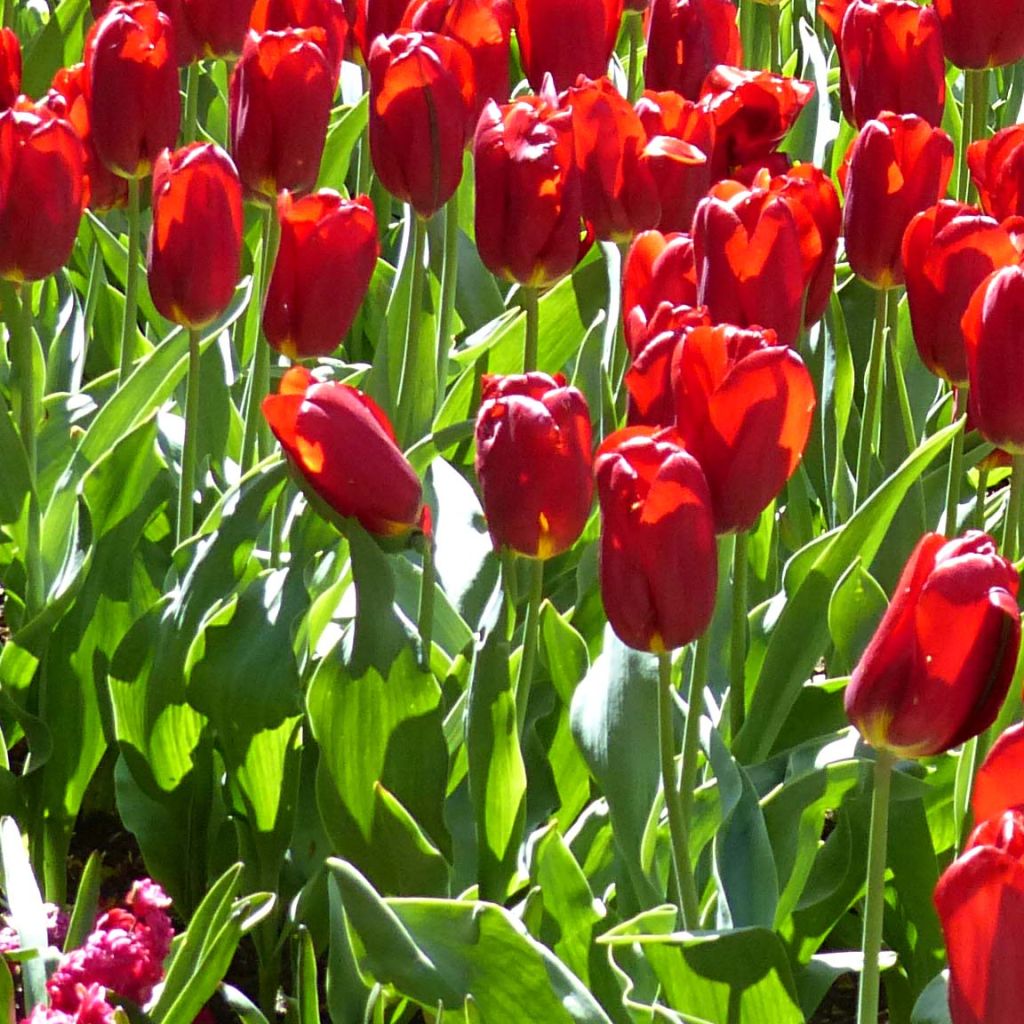 Tulipano Trionfo Strong Love