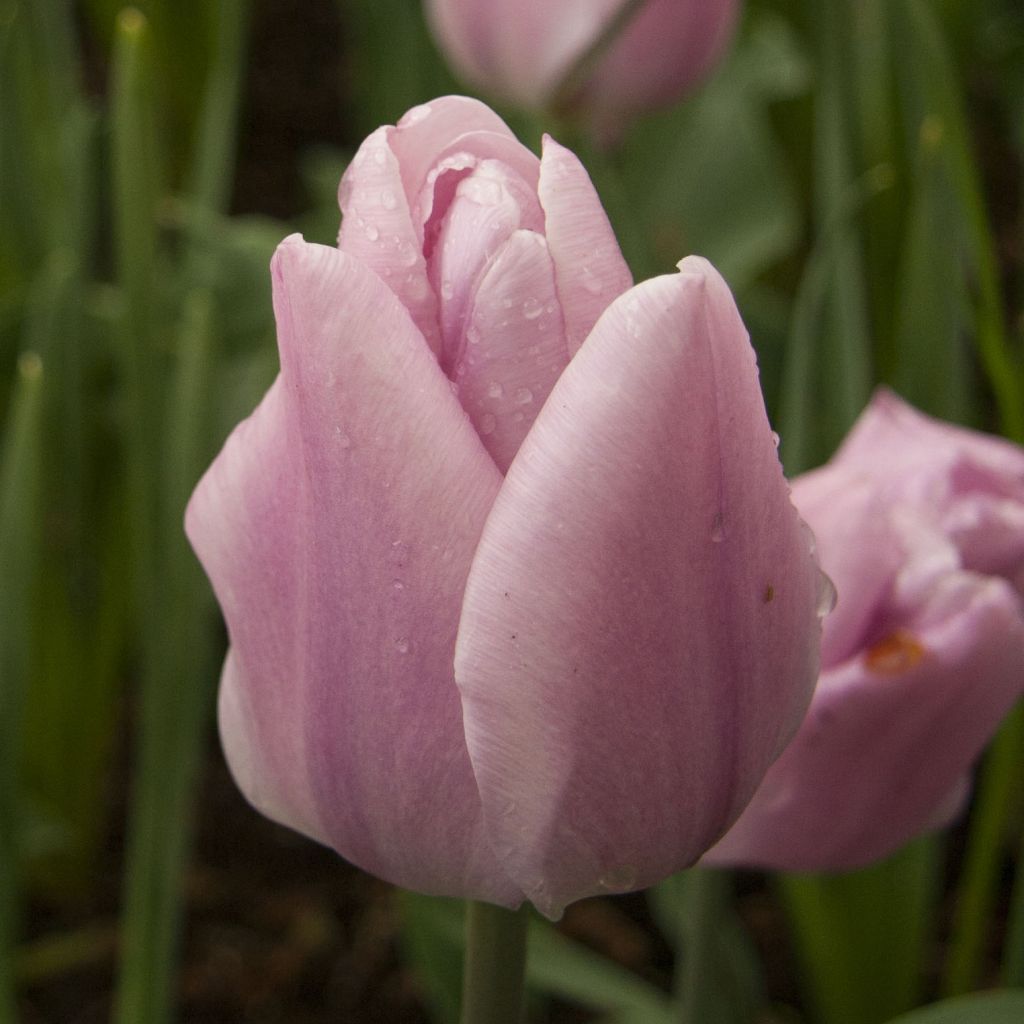 Tulipano Trionfo Synaeda Amor