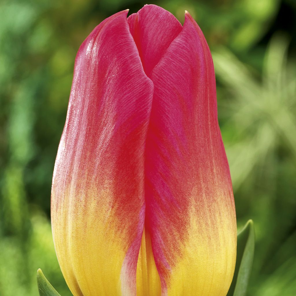 Tulipano Trionfo Tom Pouce