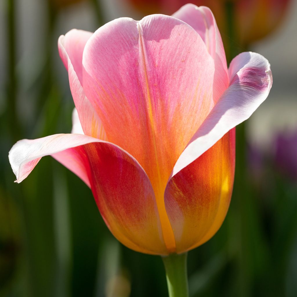 Tulipano Trionfo Tom Pouce