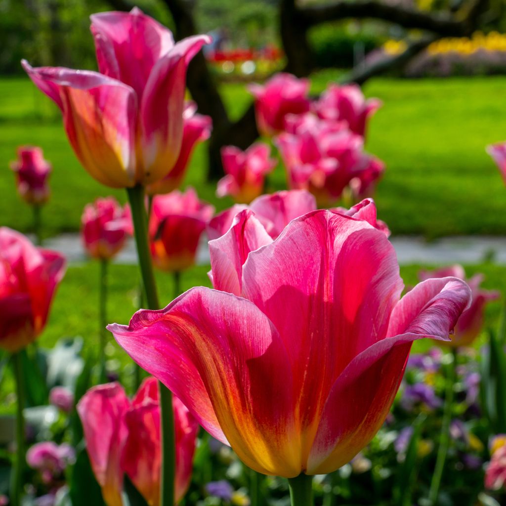 Tulipano Trionfo Tom Pouce