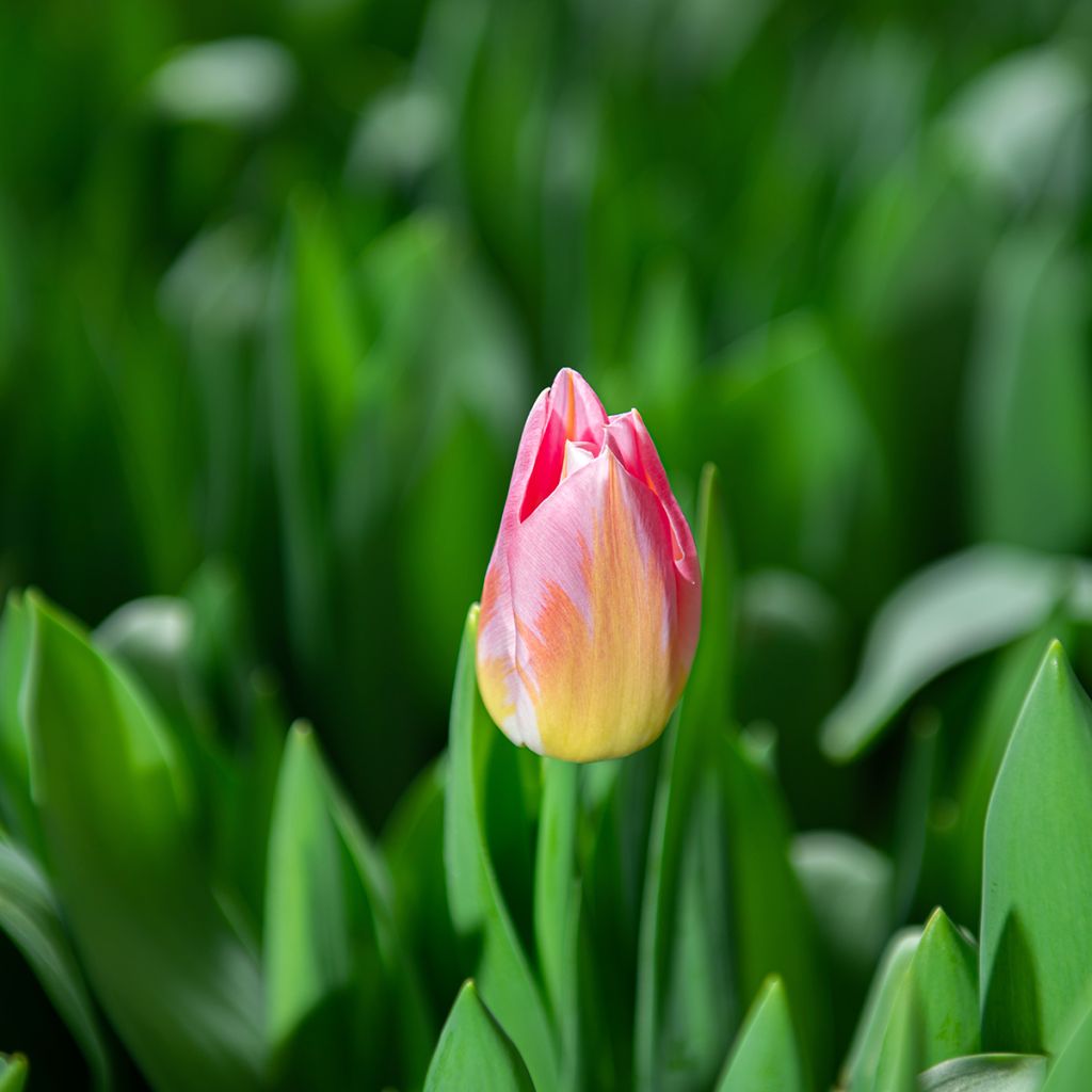 Tulipano Trionfo Tom Pouce