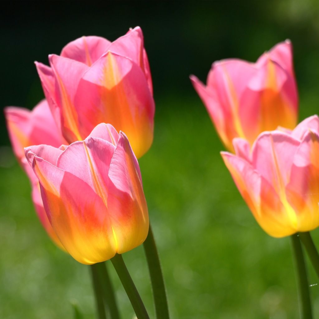 Tulipano Trionfo Tom Pouce
