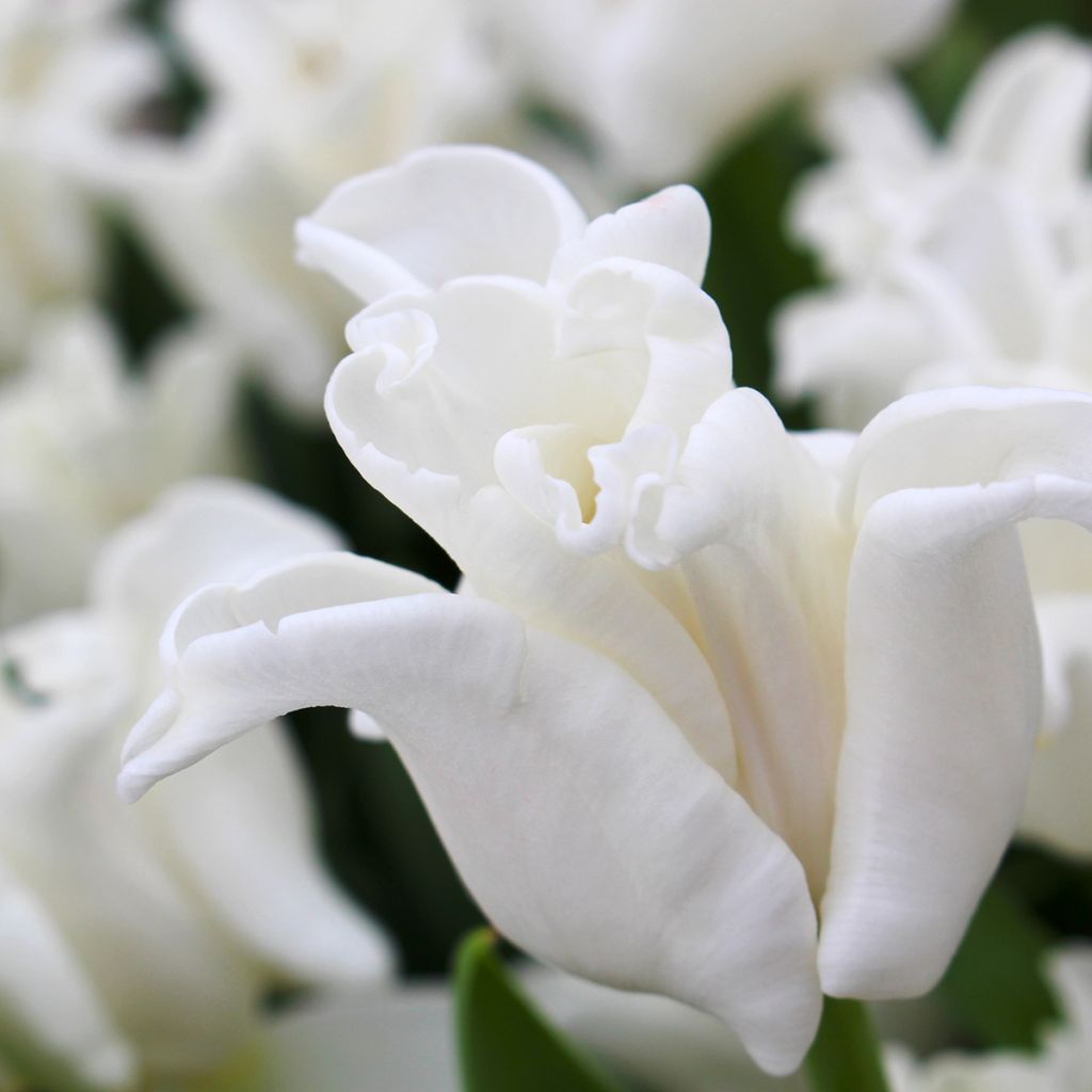 Tulipano Trionfo White Liberstar