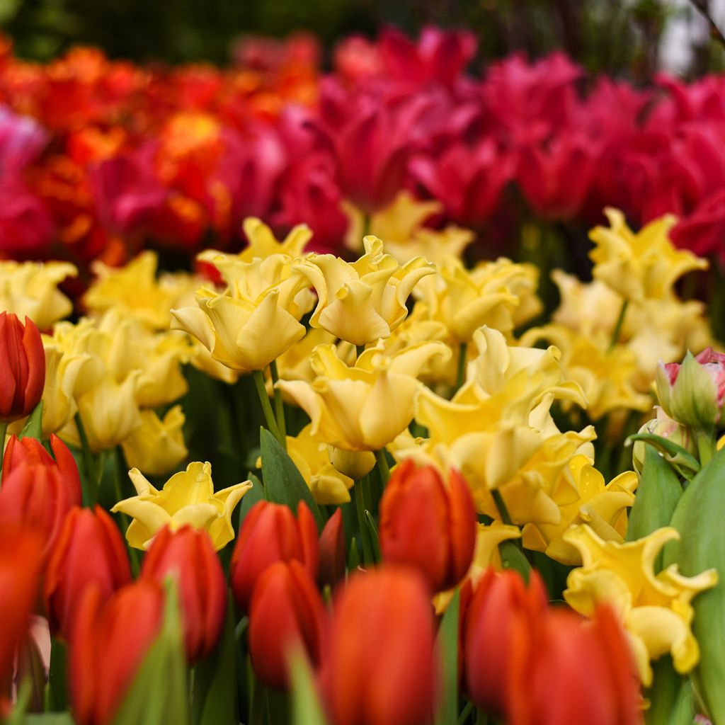 Tulipano Trionfo Yellow Crown