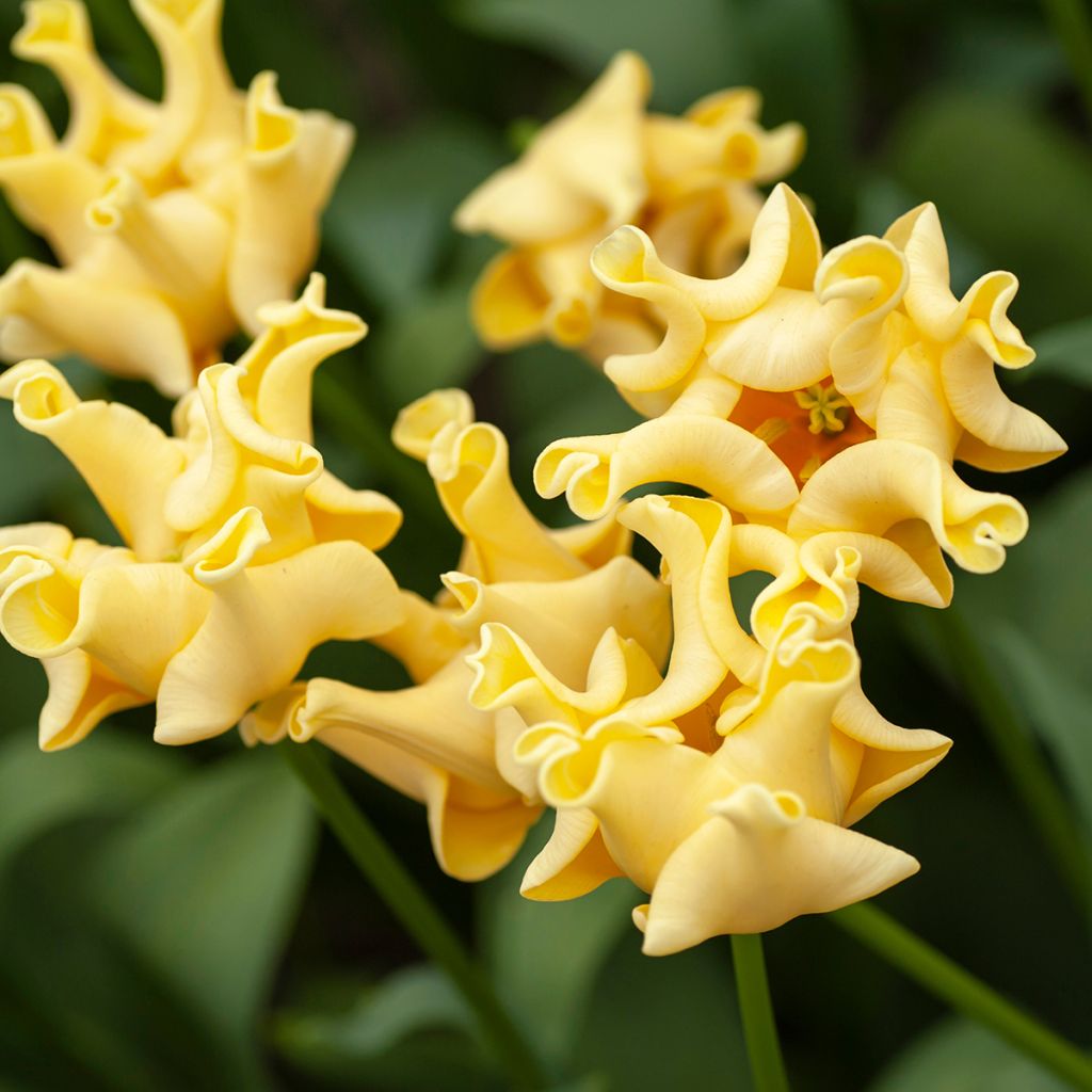 Tulipano Trionfo Yellow Crown