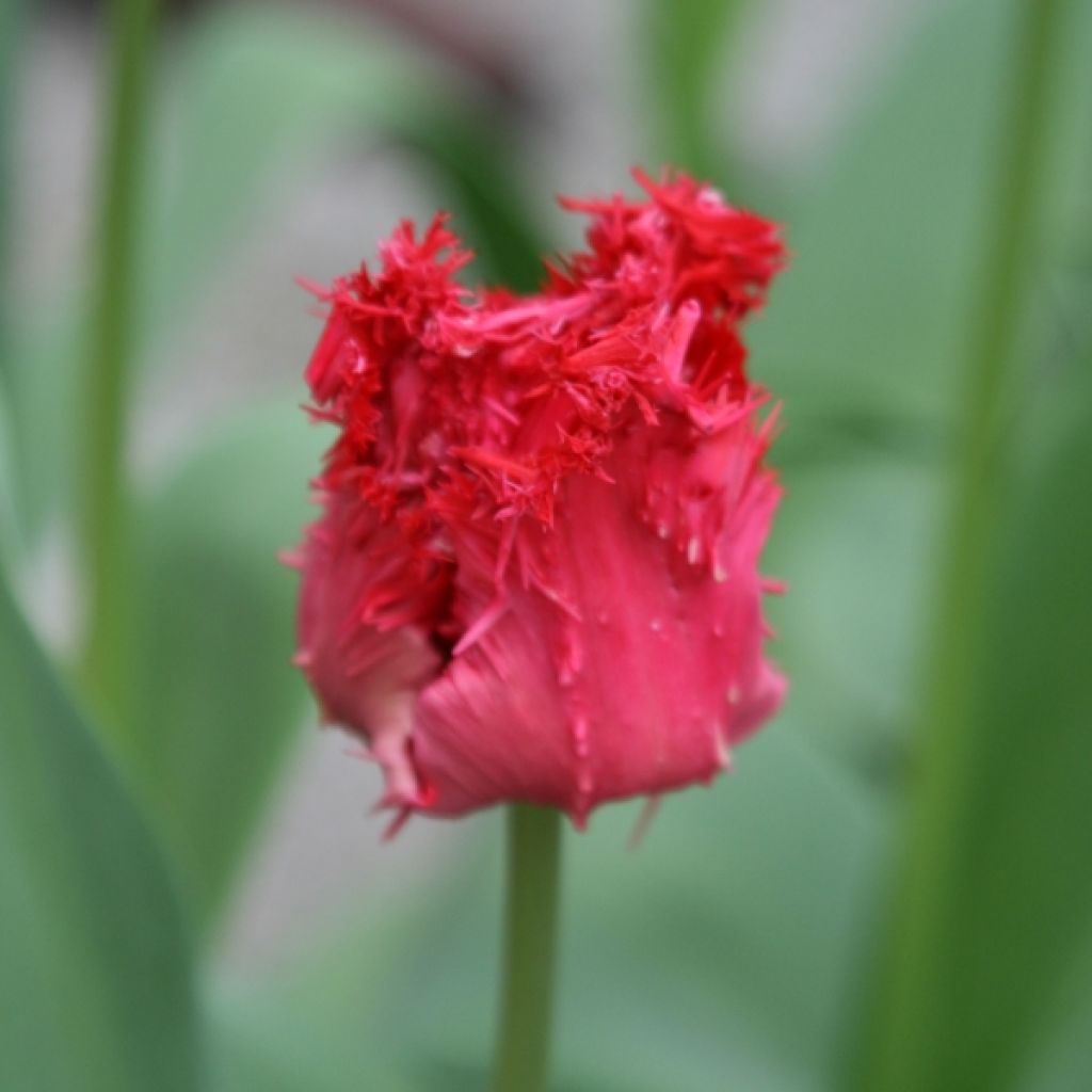 Tulipano sfrangiato Barbados