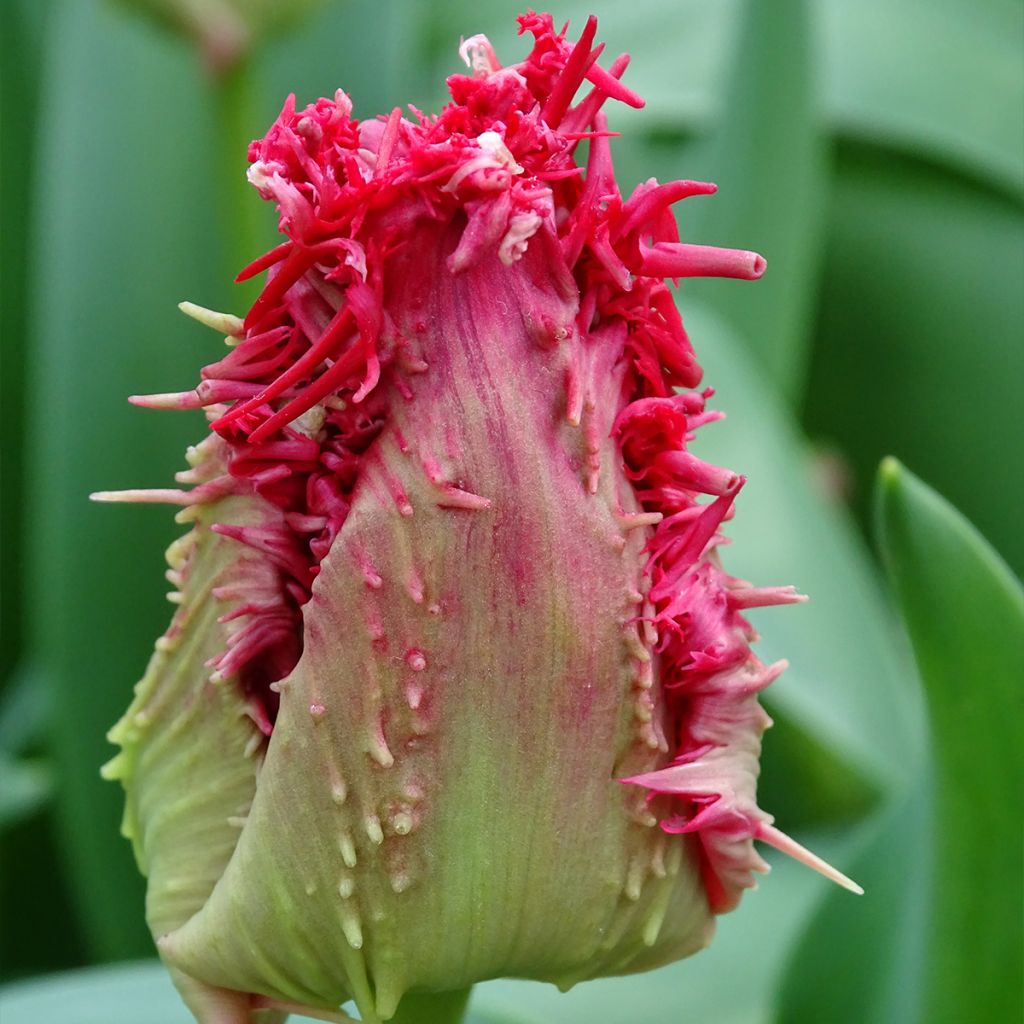 Tulipano sfrangiato Barbados