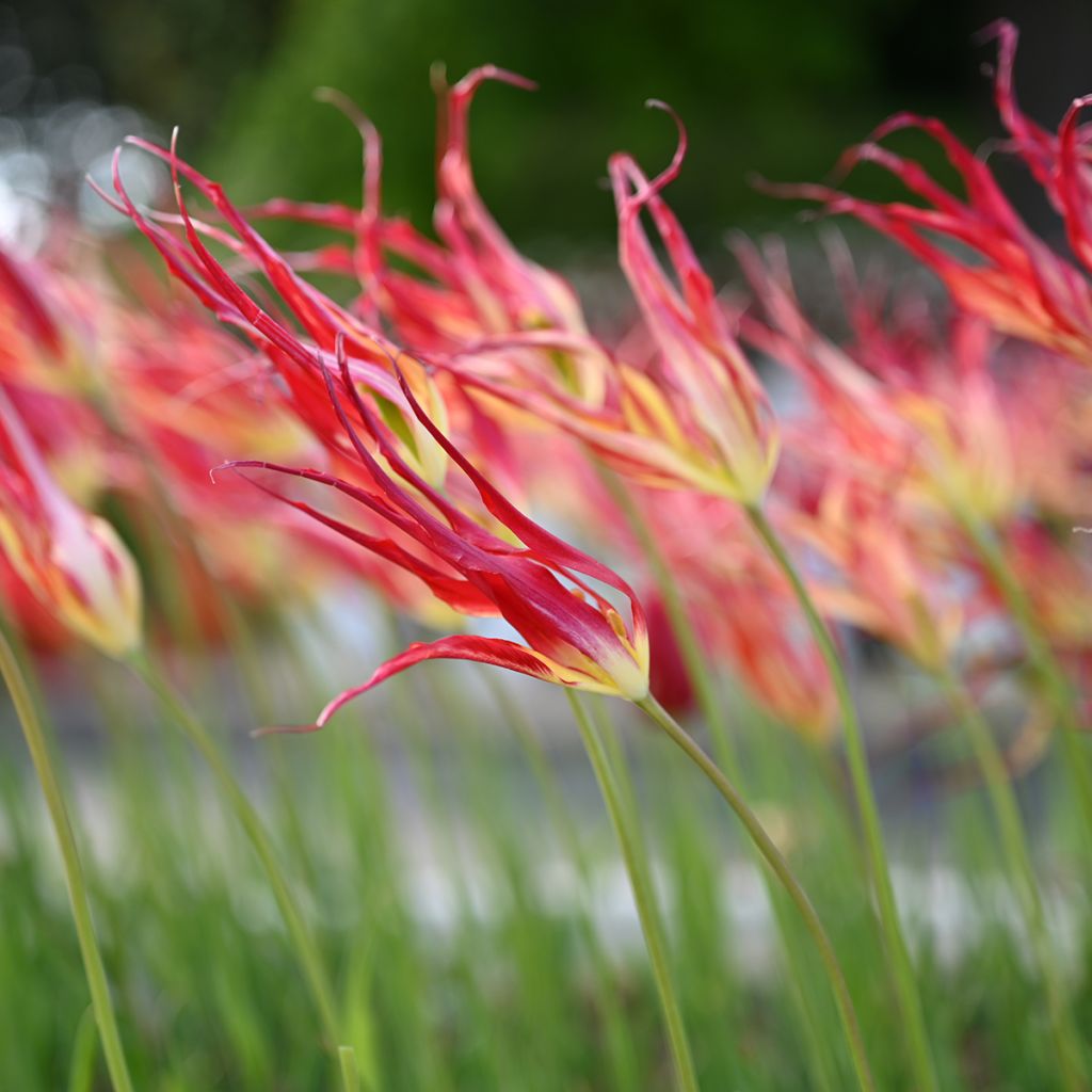 Tulipano acuminata - Tulipano botanico