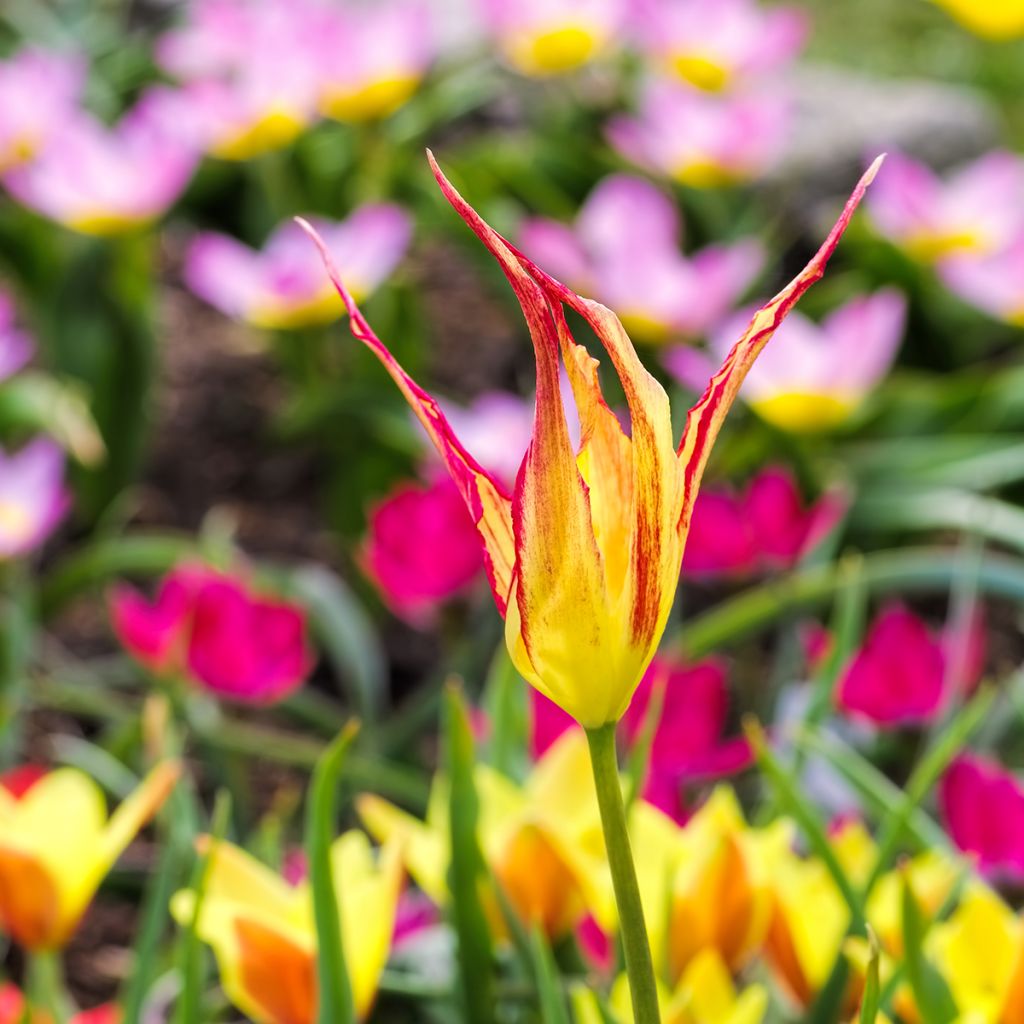 Tulipano acuminata - Tulipano botanico