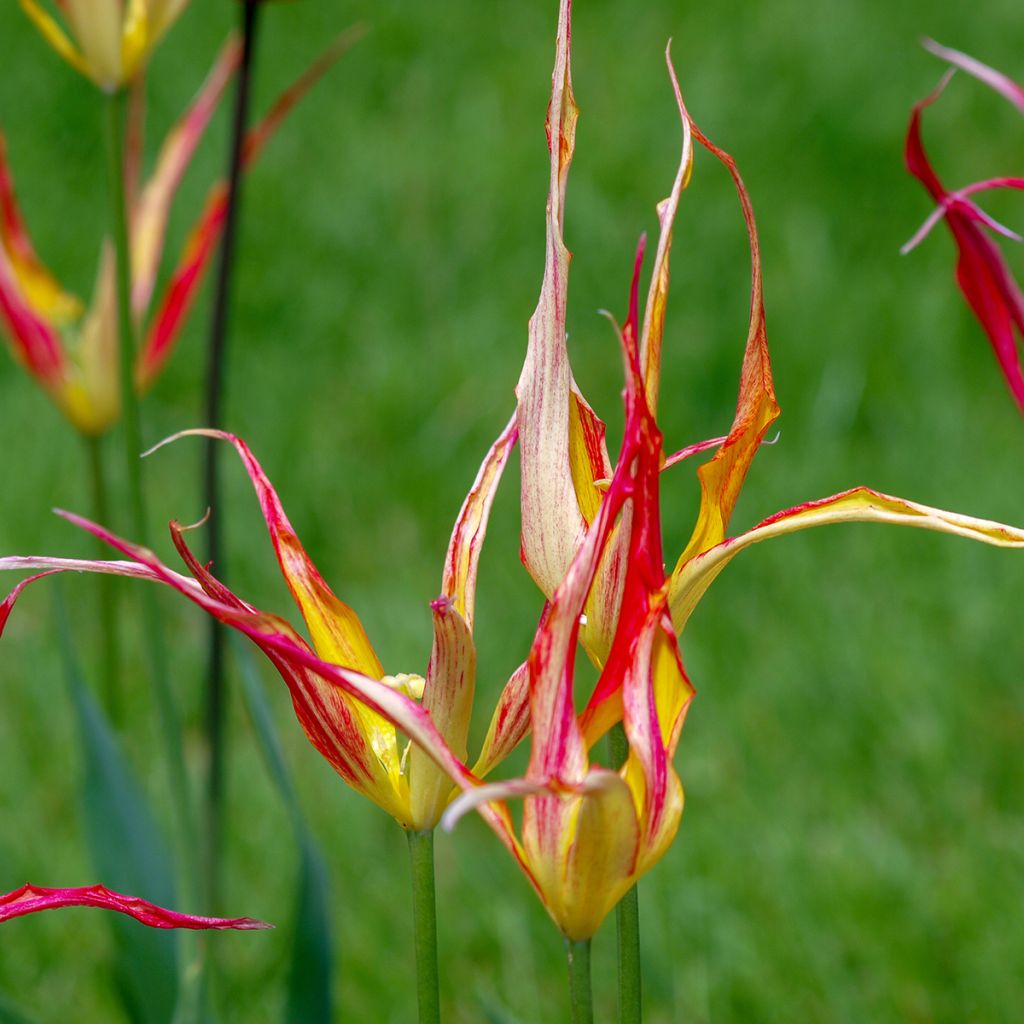 Tulipano acuminata - Tulipano botanico