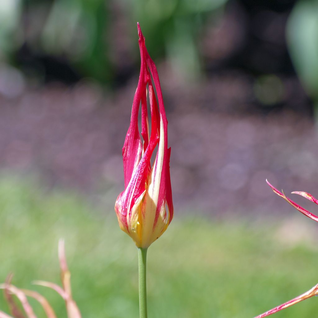 Tulipano acuminata - Tulipano botanico