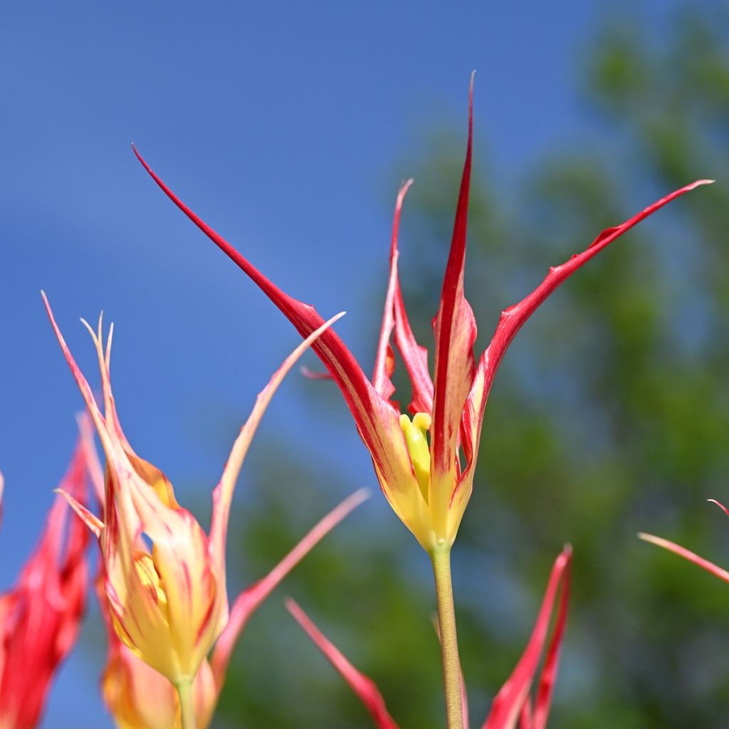 Tulipano acuminata - Tulipano botanico