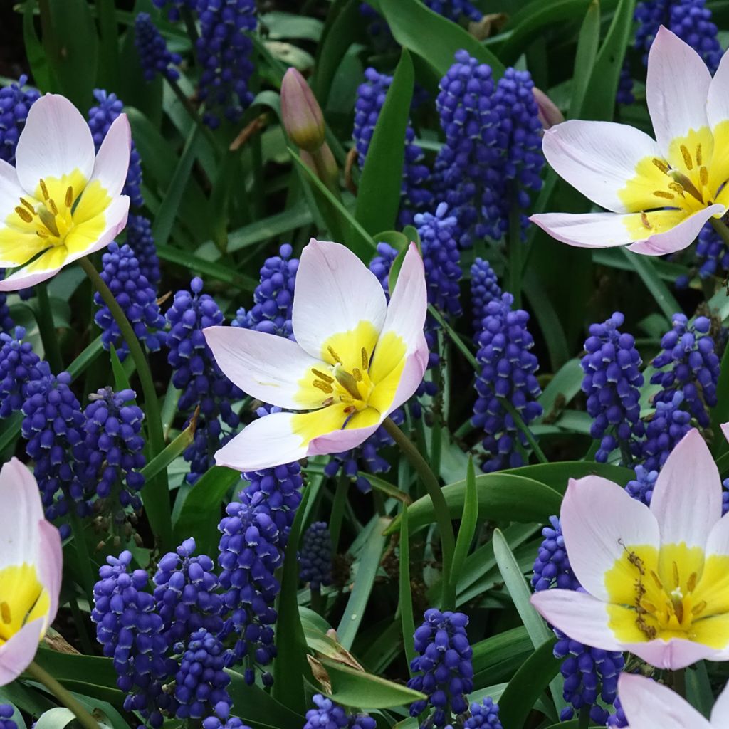 Tulipano bakeri Lilac Wonder - Tulipano botanico