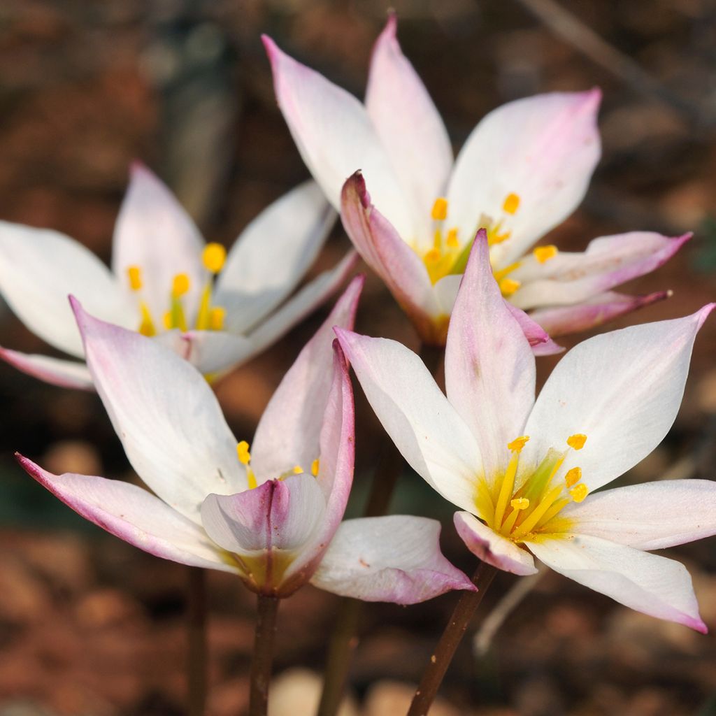 Tulipano cretica Hilde - Tulipano botanico