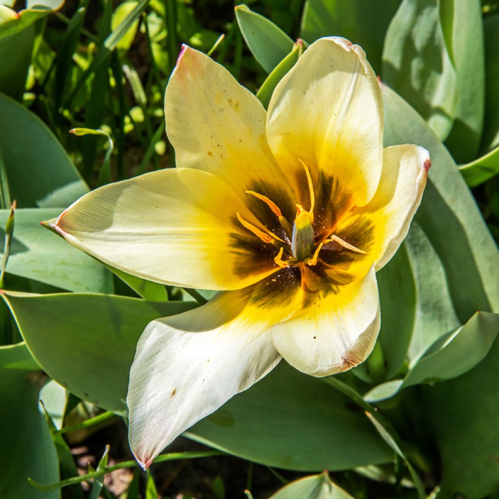 Tulipano greigii Albion Star