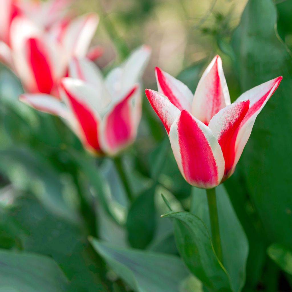 Tulipano greigii Pinocchio