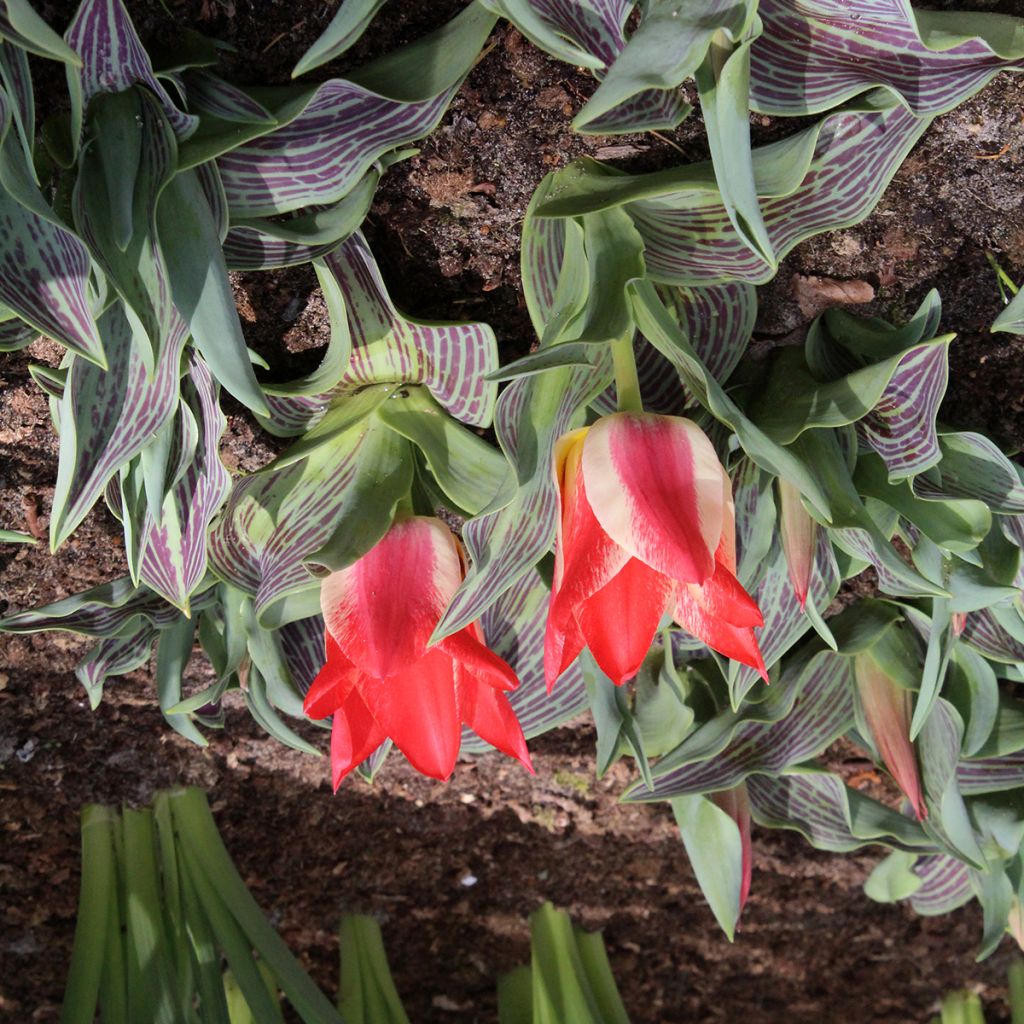 Tulipano greigii Plaisir