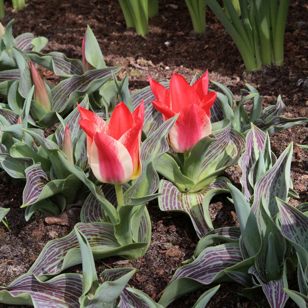 Tulipano greigii Plaisir
