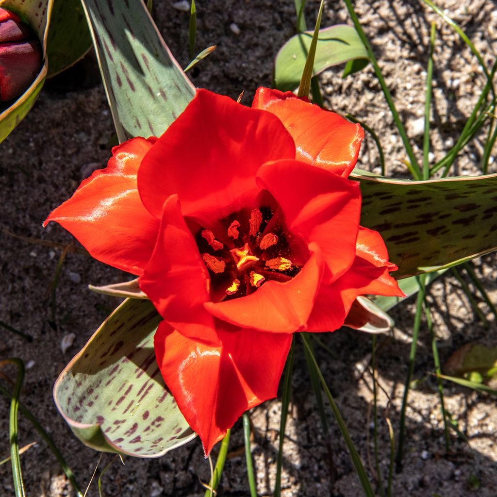 Tulipano greigii Rob Verlinden