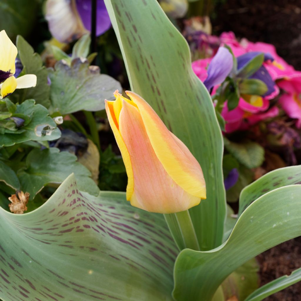 Tulipano greigii Winnipeg