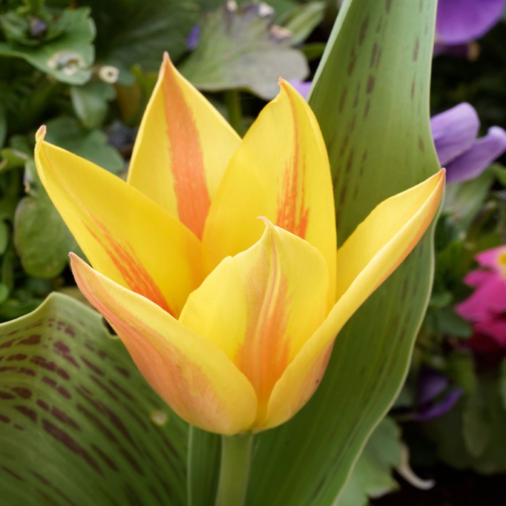 Tulipano greigii Winnipeg