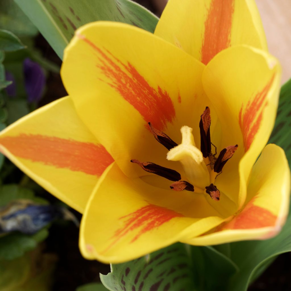 Tulipano greigii Winnipeg