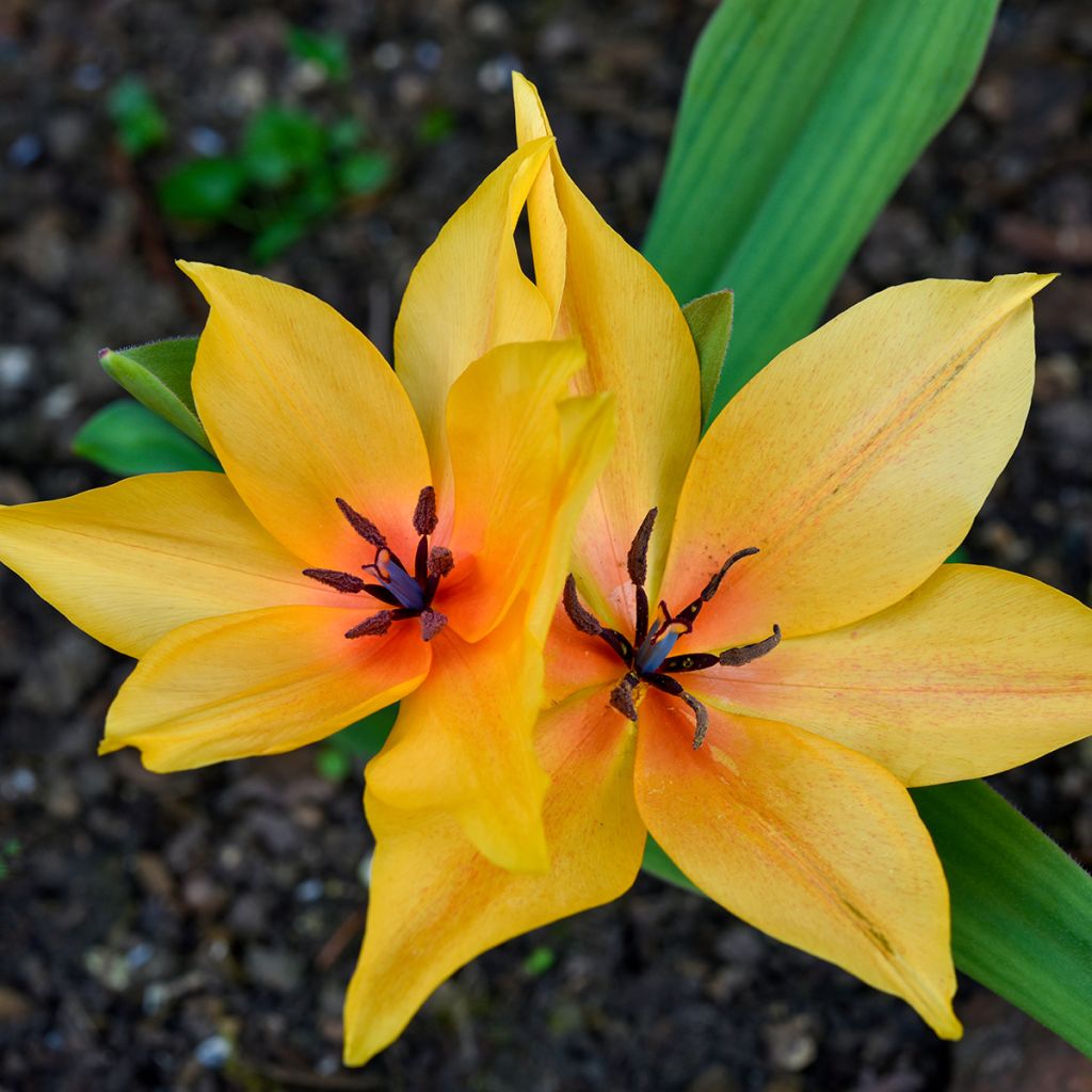 Tulipano orphanidea Flava - Tulipano botanico