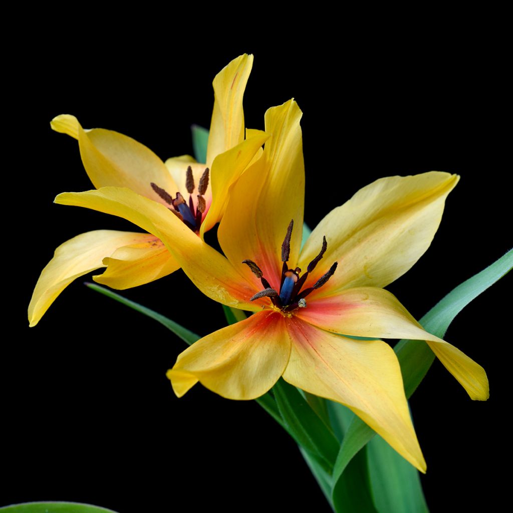 Tulipano orphanidea Flava - Tulipano botanico