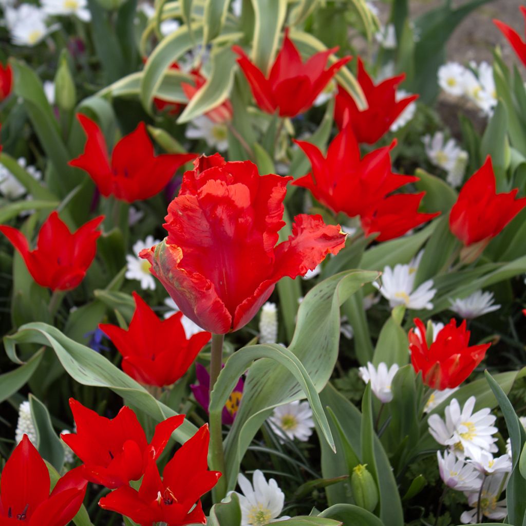 Tulipano praestans Fusilier - Tulipano botanico