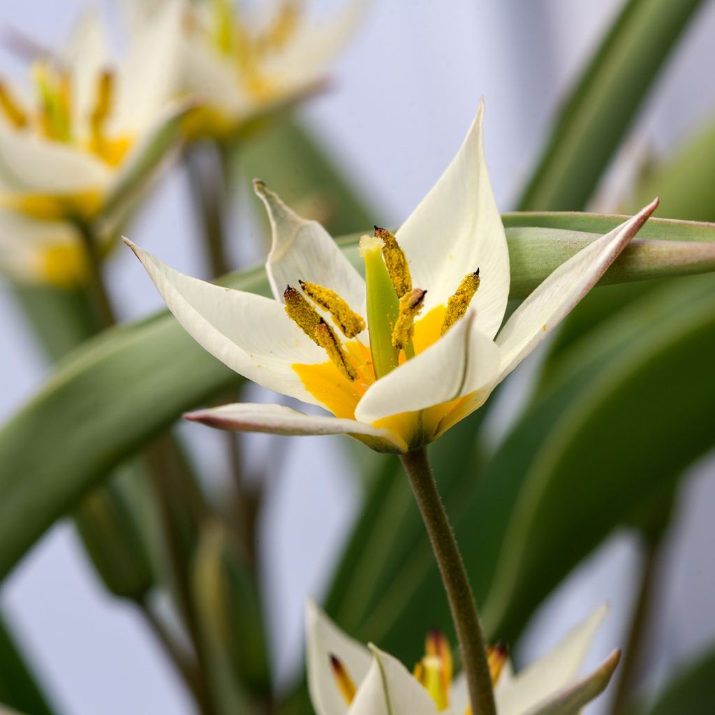 Tulipano turkestanica - Tulipano selvatico