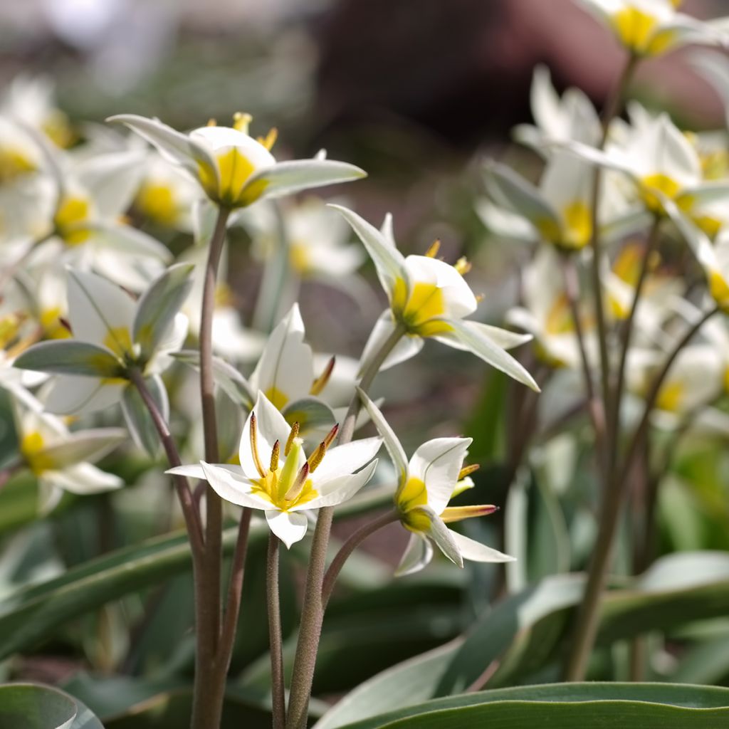 Tulipano turkestanica - Tulipano selvatico