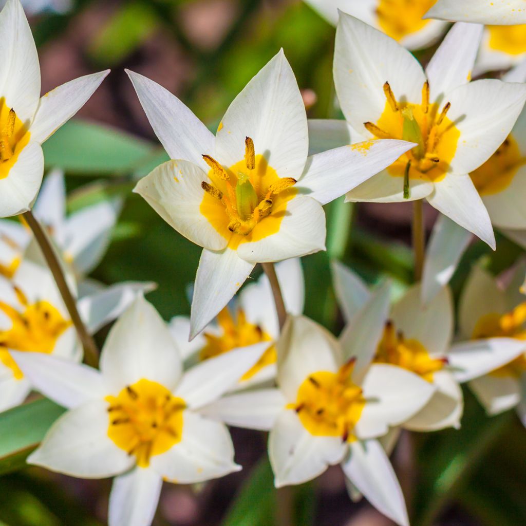 Tulipano turkestanica - Tulipano selvatico