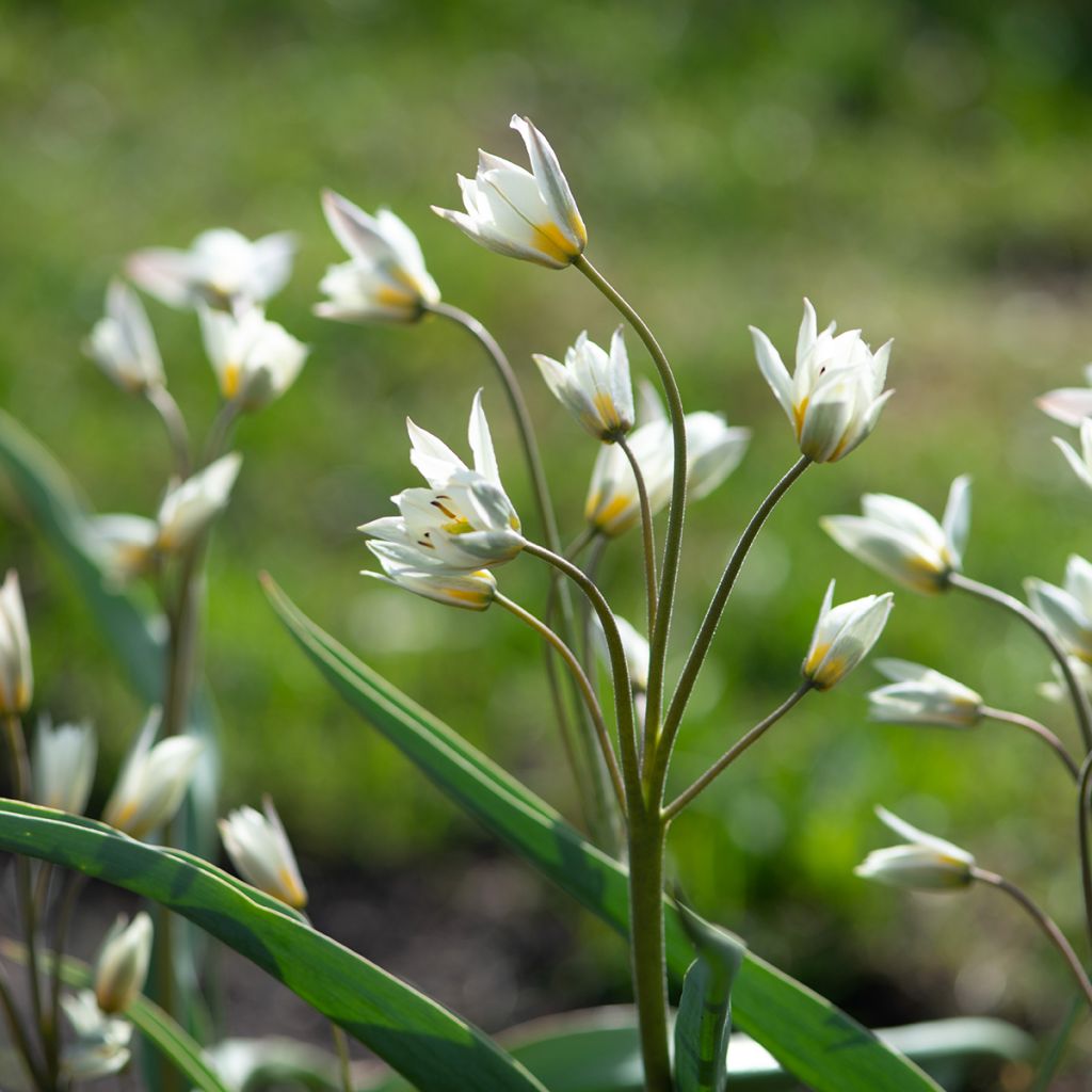 Tulipano turkestanica - Tulipano selvatico