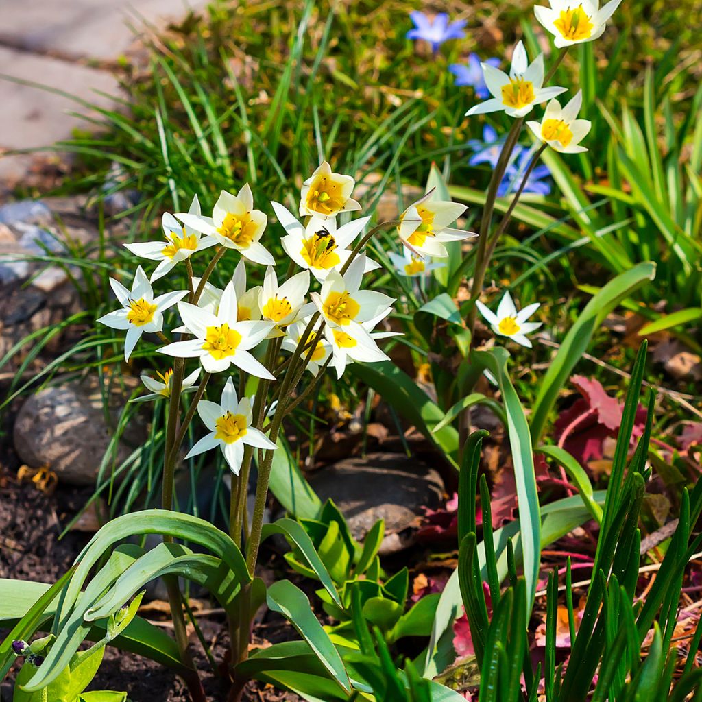 Tulipano turkestanica - Tulipano selvatico