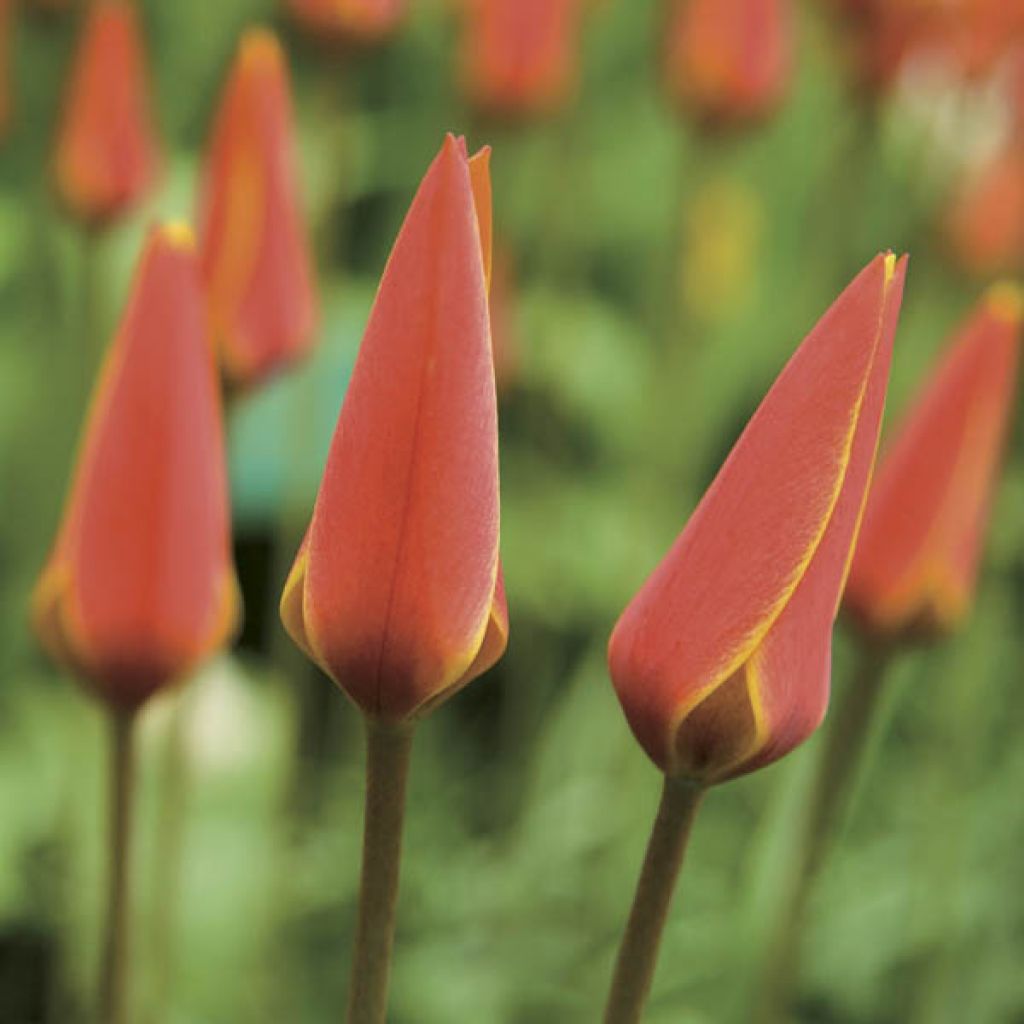 Tulipano clusiana var. chrysantha Tubergen's Gem