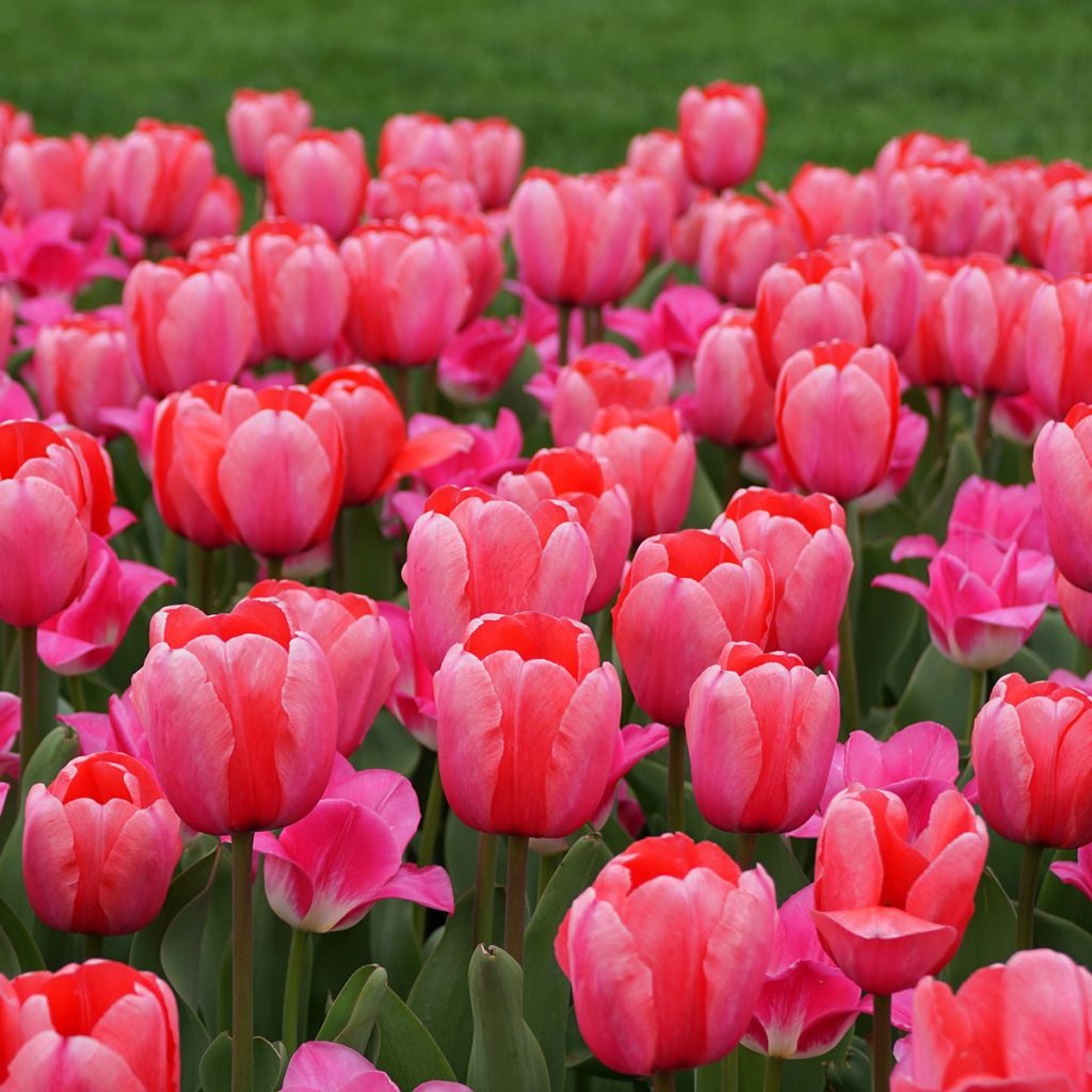 Tulipano Pink Impression