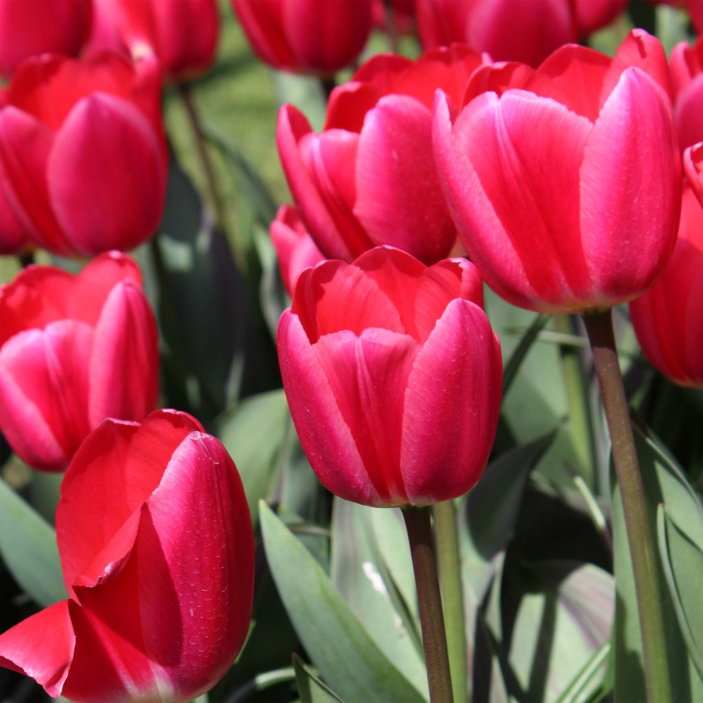 Tulipano Darwin Cherry Delight