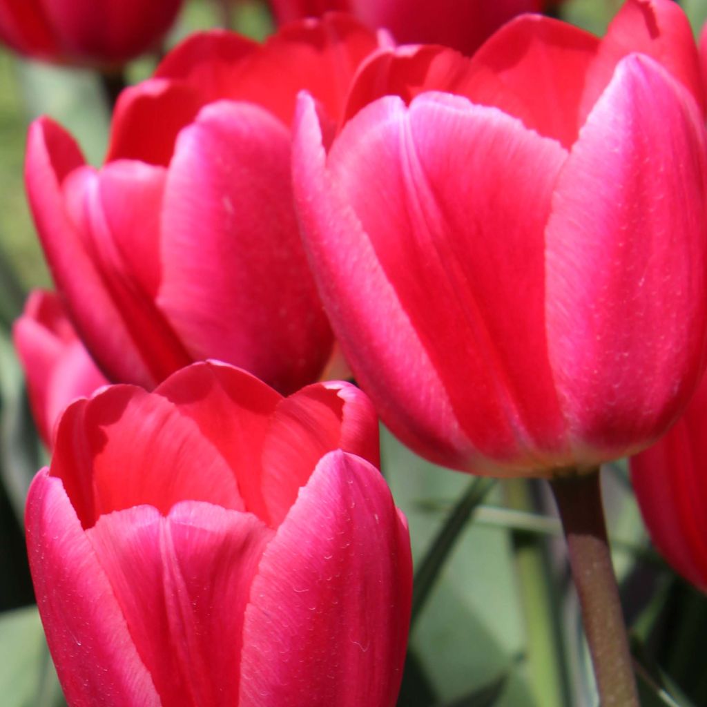 Tulipano Darwin Cherry Delight