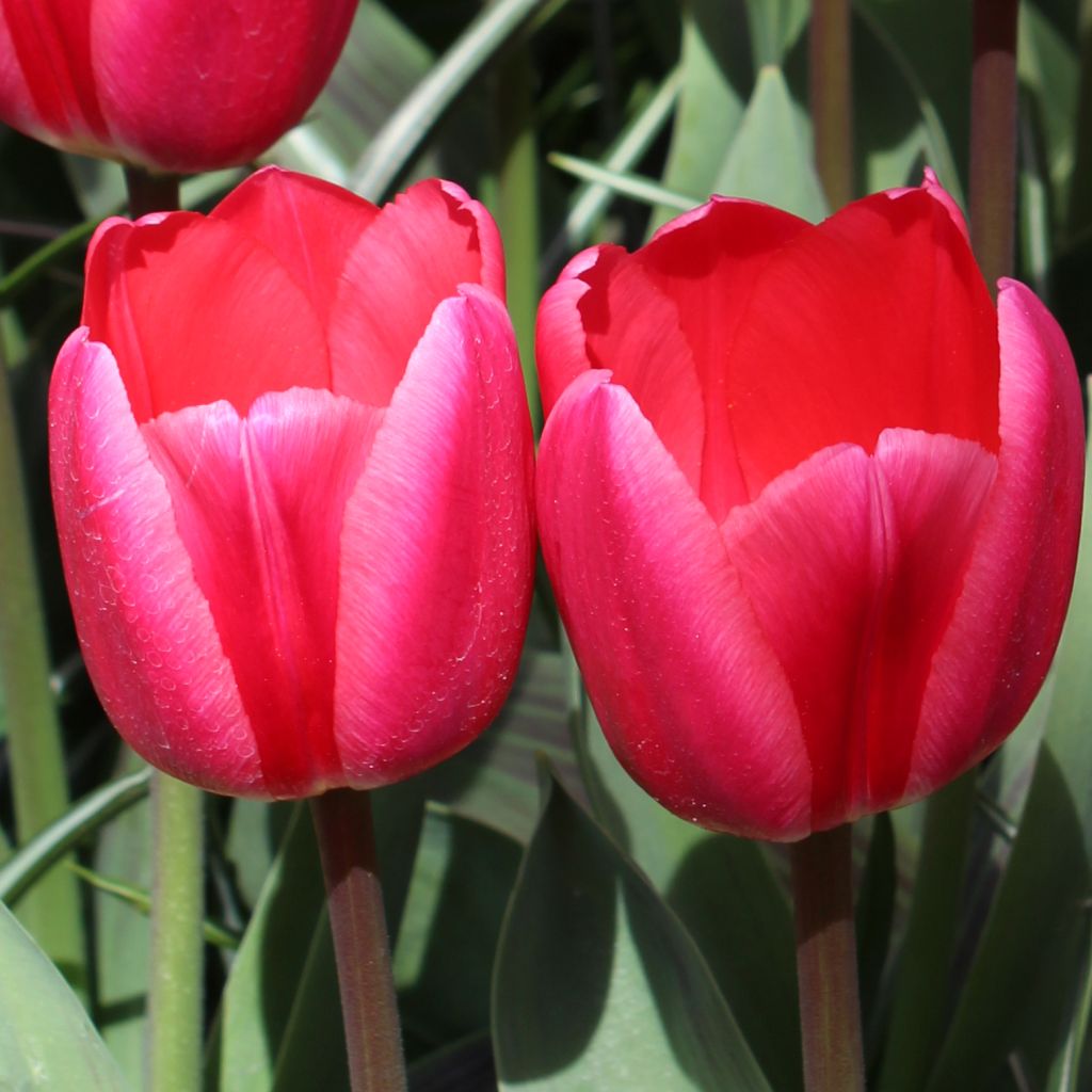 Tulipano Darwin Rosy Delight