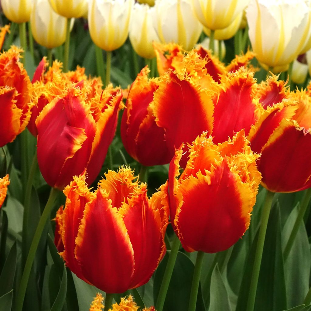 Tulipano sfrangiato Fabio