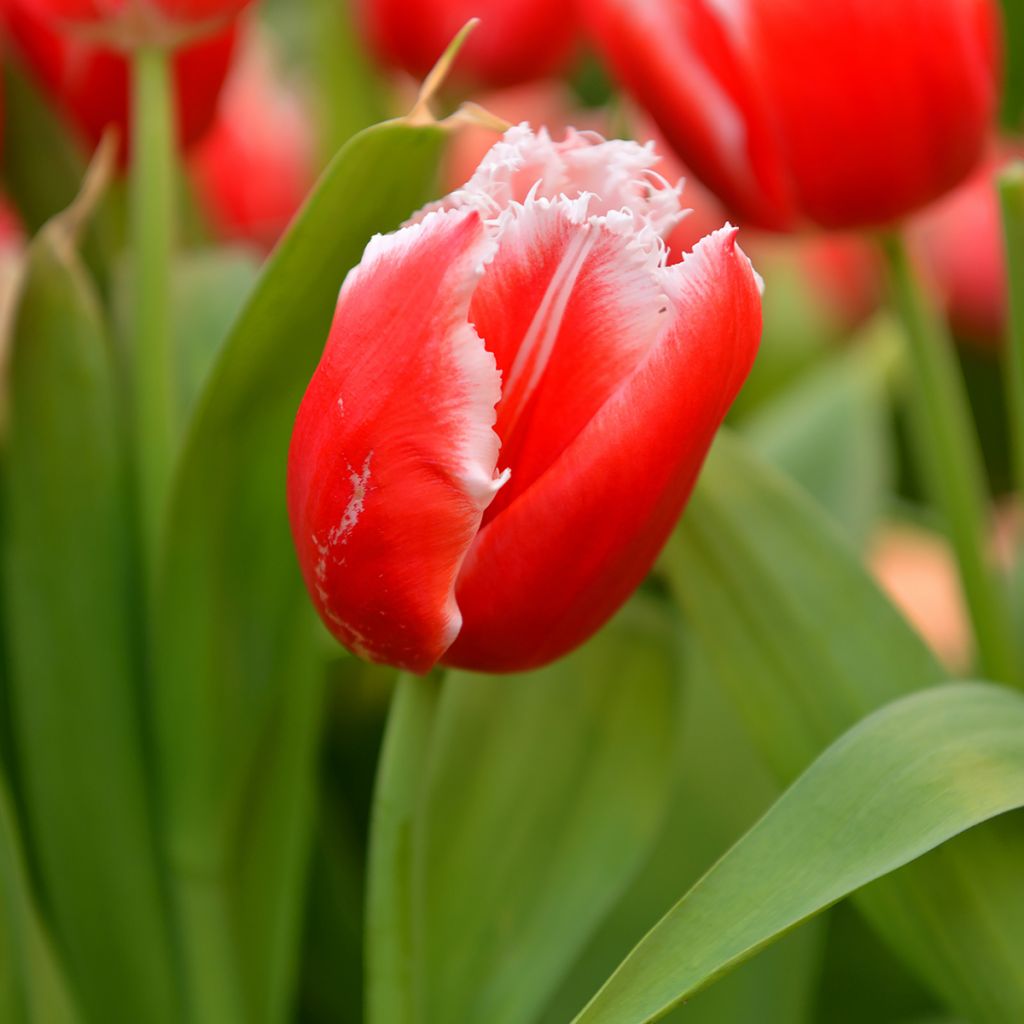 Tulipano sfrangiato New Santa