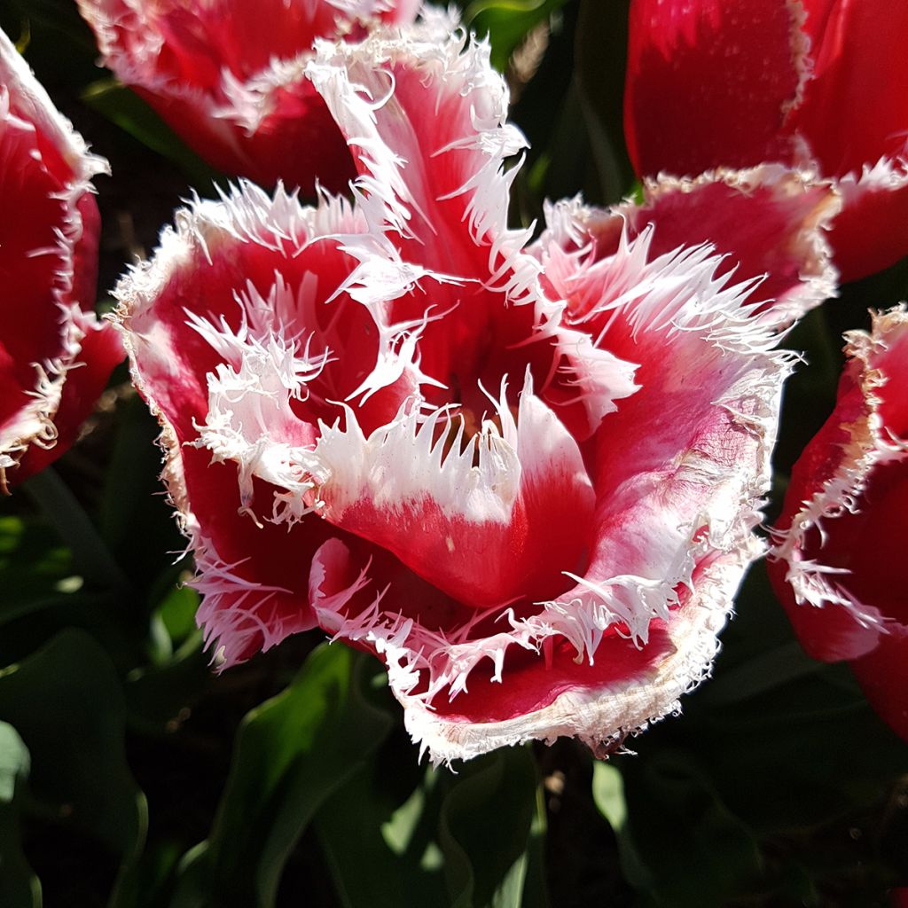 Tulipano sfrangiato New Santa