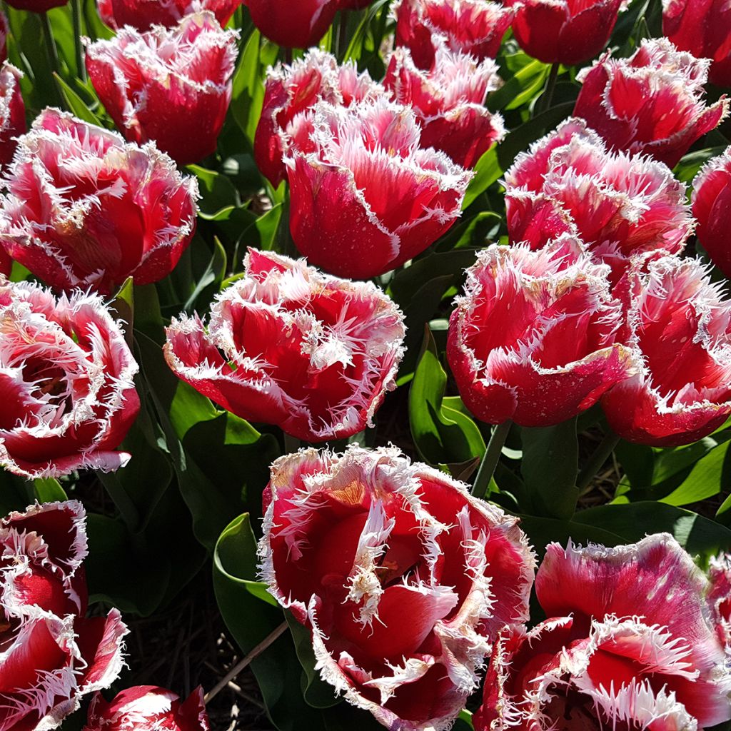 Tulipano sfrangiato New Santa