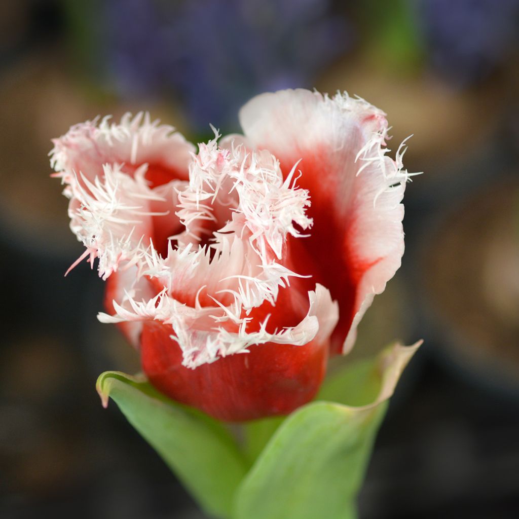 Tulipano sfrangiato New Santa