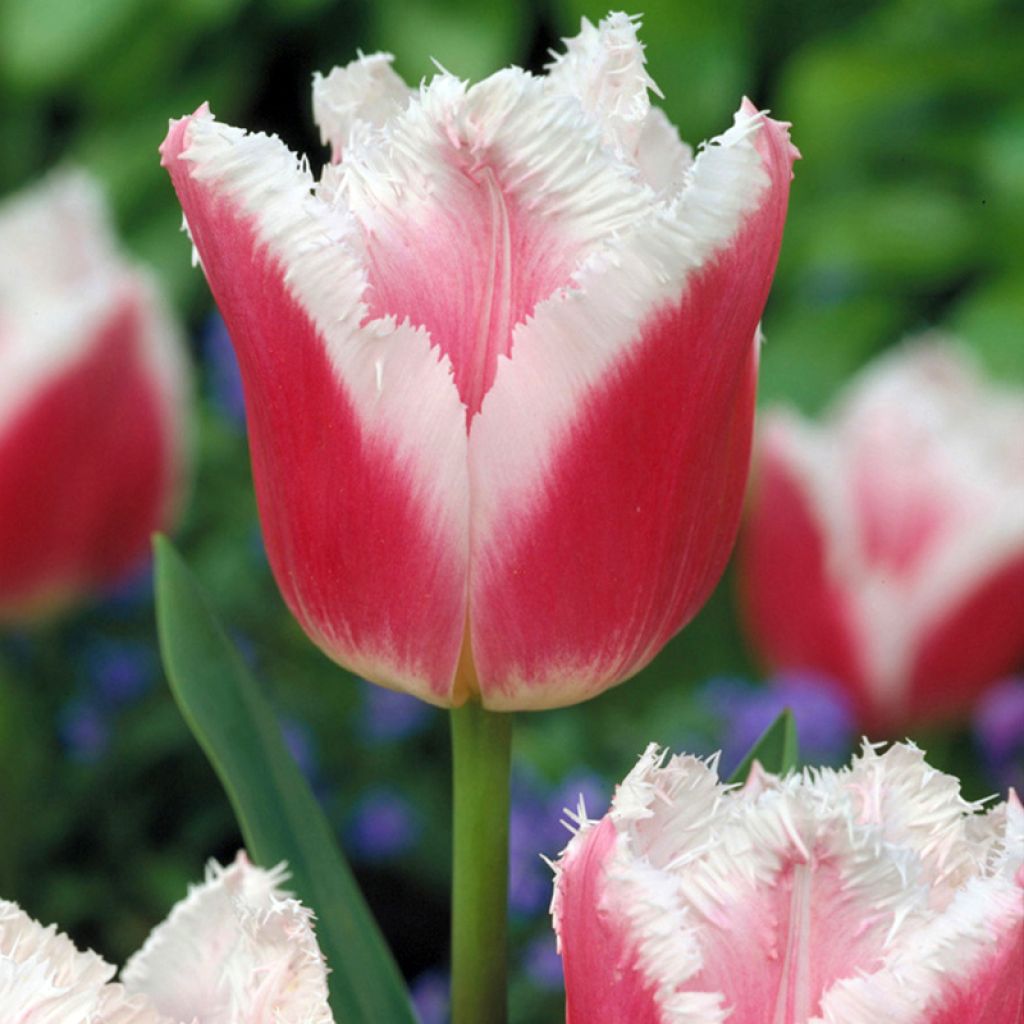 Tulipano sfrangiato Siesta