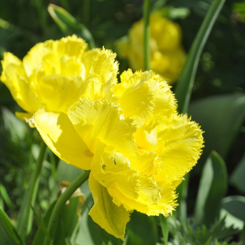 Tulipano sfrangiato Exotic Sun