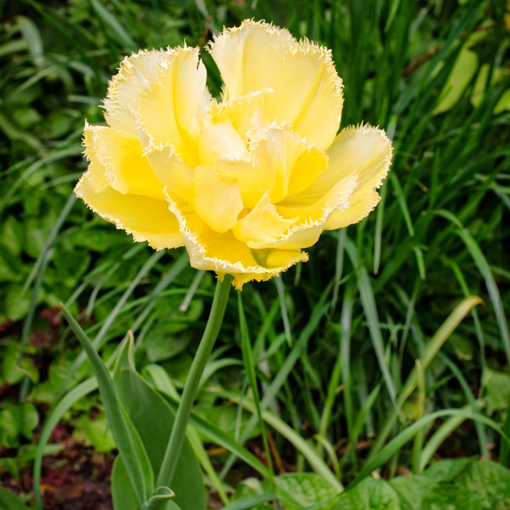 Tulipano sfrangiato Exotic Sun