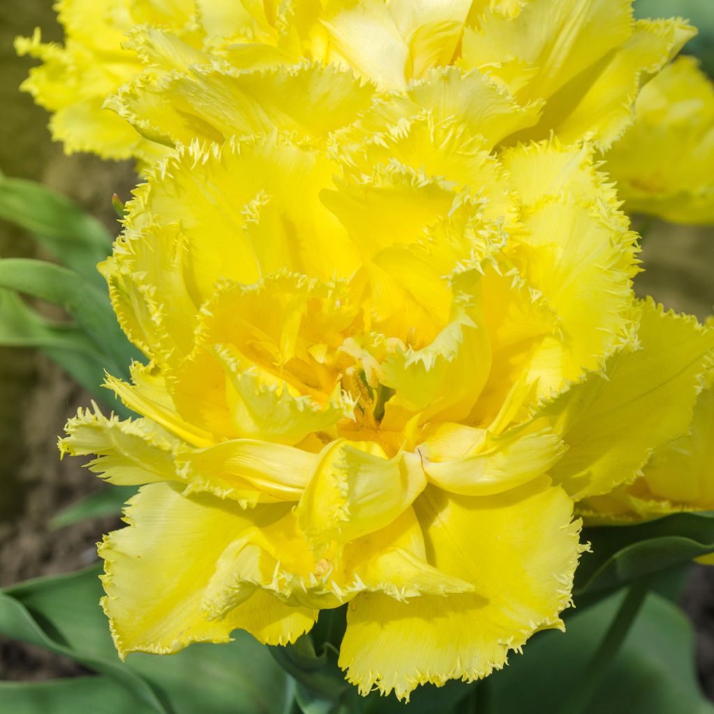 Tulipano sfrangiato Exotic Sun