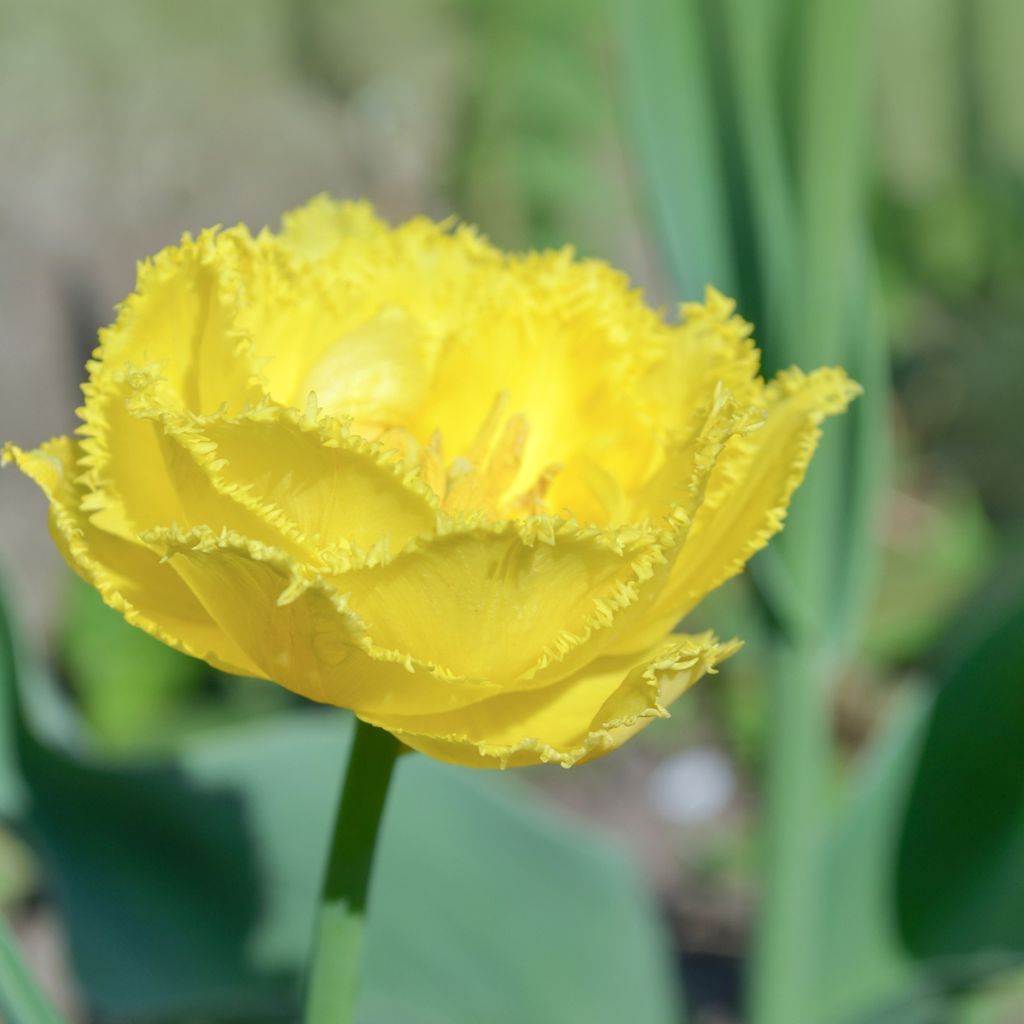 Tulipano sfrangiato Exotic Sun